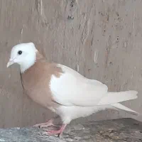 طوقی زرد و سیاه ماده ۷ بند