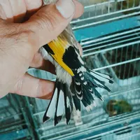 جوجه سره