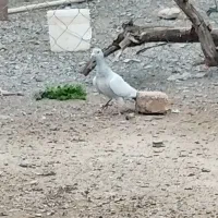 جوجه شامی اصل