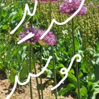 موسیر )(لیز