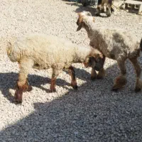 کهره دبری و بره و قوچ|حیوانات مزرعه|شیراز, علی آباد|دیوار