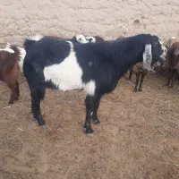 نربزدرجه یک ازهرلحاظ قیمت توافقی