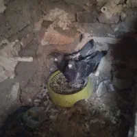 کبوتر مگس
