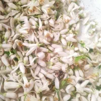 گل بهار تازه