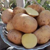 سیب زمینی