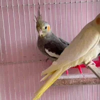 جوجه عروس ۳ ماه|پرنده|سبزوار, غرب نیروگاه|دیوار