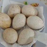 تخم بوقلمون