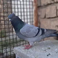 فروش کبوتر