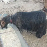 فروش بز لری ونجدی