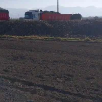 خرید چغندر|خدمات باغبانی و درختکاری|بیستون, |دیوار