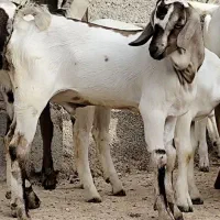 نری سومال خوش رنگ گردن ارتشی