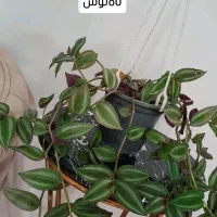 گل های آپارتمانی زیر قیمت