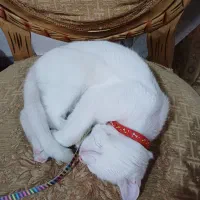 واگذاری گربه ماده