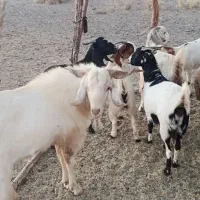 گوسفند بز فروشی|حیوانات مزرعه|بلوک, |دیوار