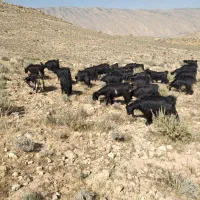 بزداشتی مو سیاه ترکی اصل
