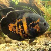 ماهی اسکار به همراه غذاش
