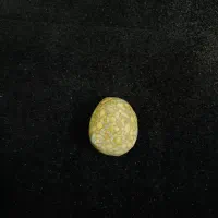 سنگ راف فسیلی