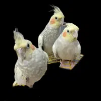 عروس پاریس