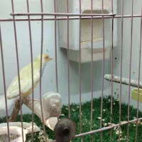 فنچ گلدین ماده|پرنده|تهران, هفده شهریور|دیوار