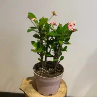 مرجان گلدار|گل و گیاه طبیعی|تهران, سید خندان (جلفا)|دیوار