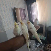 عروس هلندی آلبینو نر ولوتینو مولد وتکی|پرنده|بندرعباس, |دیوار