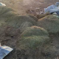 کاه خار نرمو تمیز