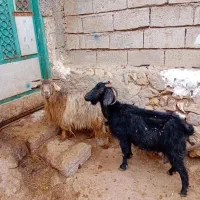 ۲عدد بز جوان برای برای فروشی وزن هر دوتا ۷۴کیلو|حیوانات مزرعه|اردبیل, |دیوار