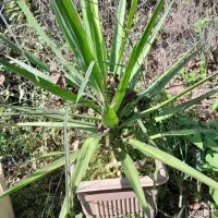 گل یوکا در اندازه های مختلف وشمشاد طلایی وسبز|گل و گیاه طبیعی|نوشهر, |دیوار