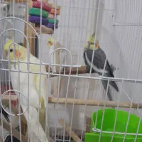 عروس هلندی|پرنده|مشکین‌دشت, |دیوار