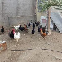 فروش مرغ و خروس محلی، ابپخش