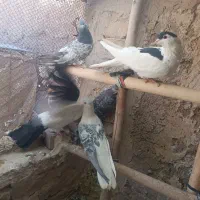 ۷عددکفتررنگی فروشی،افقانی،پاکستانی|پرنده|قرچک, قشلاق جیتو|دیوار