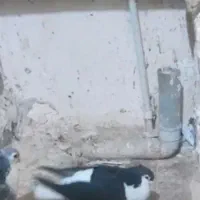 ساده کاکولی سیاه واکسی نر ضربه