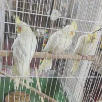 عروس هلندی سه ماهه