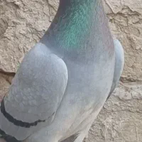 18عدد آلمانی شب‌ روز ندارن