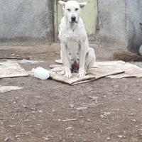 ماده سرابی شکم پر