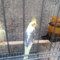 عروس هلندی