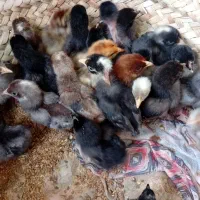 جوجه مرغ عربی ۱۰روزه