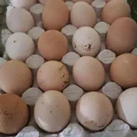 تخم لاری تخم برهمادوتاشم دارم