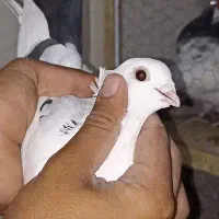 کاشانی پرشی|پرنده|مسجد سلیمان, |دیوار