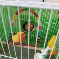 کوتوله برزیلی وعروس هلندی