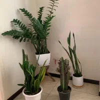 گل و گیاه|گل و گیاه طبیعی|شاهینشهر, مخابرات (شهید بهشتی)|دیوار