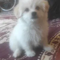 توله سگ اشپیتز به همراه باکس|سگ|آبادان, |دیوار