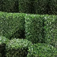 فنس برگی .فنس چمنی . فنس چمنی استوک .یووی دار|خدمات باغبانی و درختکاری|خمینی‌شهر, |دیوار