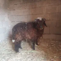 بره نر|حیوانات مزرعه|بندر امام خمینی, |دیوار