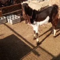 2عددنرتکه اصل پاکستان|حیوانات مزرعه|بندر ترکمن, |دیوار