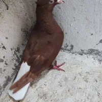 دم سفید ماده|پرنده|بندر ماهشهر, |دیوار