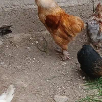 فروش تعدادی خروس