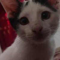 گربه سفید و مشکی|گربه|گالیکش, |دیوار