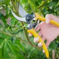 باغچه|خدمات باغبانی و درختکاری|رشت, دیانتی|دیوار