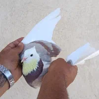 کفتر کپکی گرفتنی
